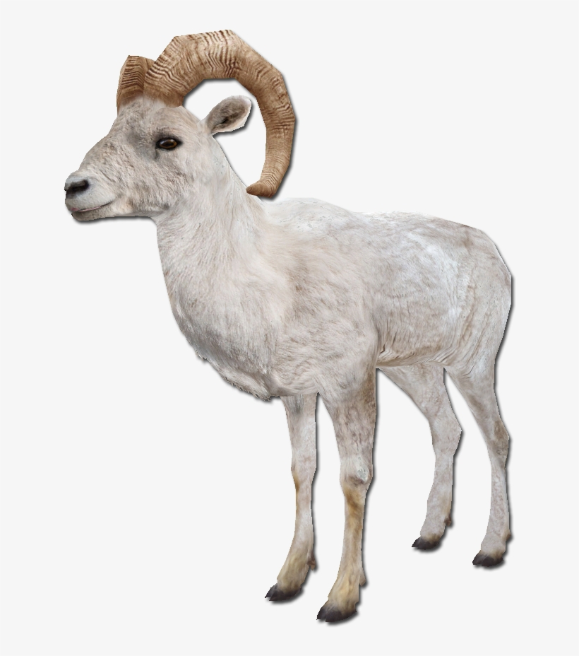 Sheep, transparent png download