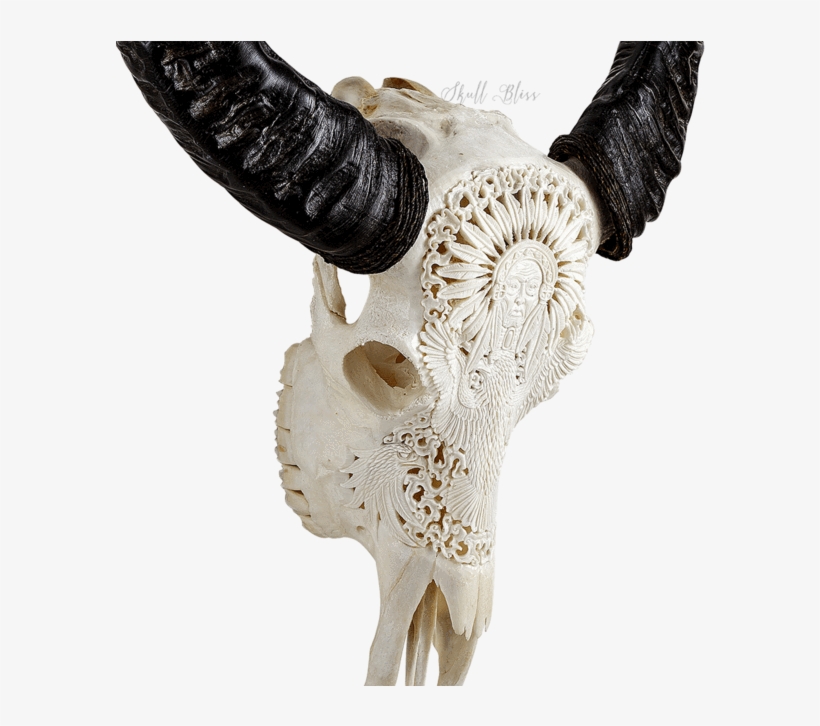 Carved Buffalo Skull - Skull, transparent png download