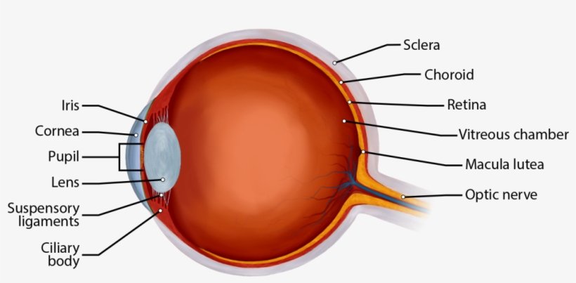 This Picture Shows A Section Through An Eye Showing - Eye, transparent png download