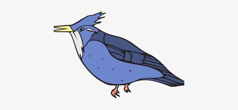 Bluejay Drawing In Flight - Clip Art, transparent png download