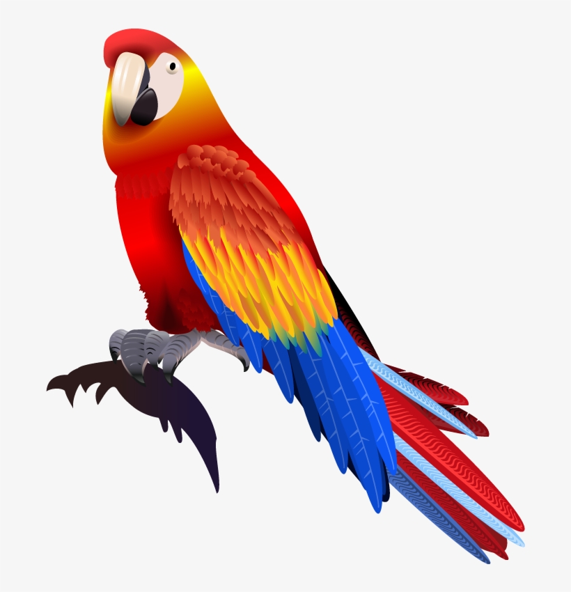 Vector Parrot Colored - Parrot, transparent png download