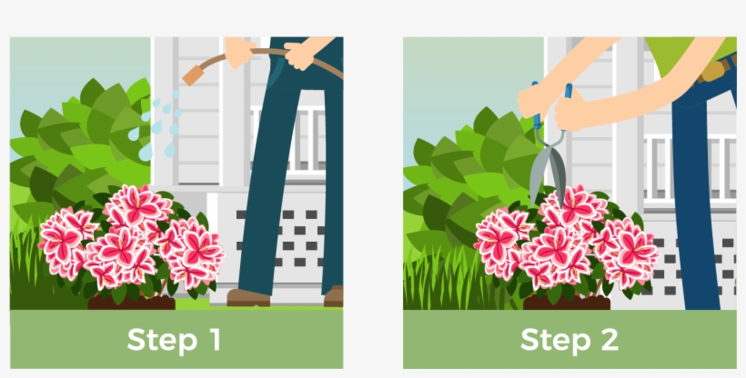 Directly After Planting, Give Your Shrub A Thorough - Illustration, transparent png download