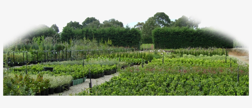 Our Staff Are Always On Hand To Help Or Advise, We - Simon The Plant Man, transparent png download