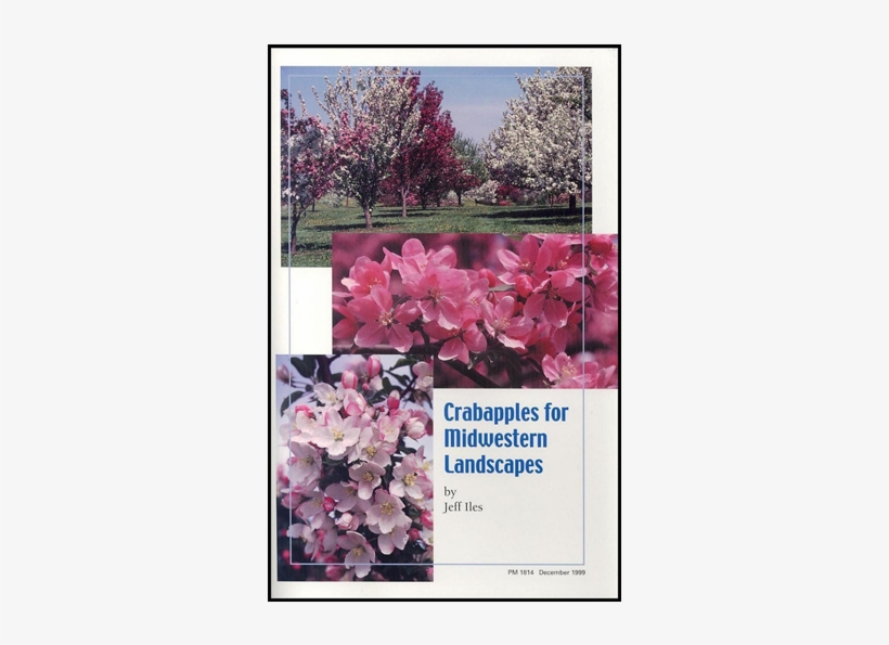 Chinese Magnolia, transparent png download