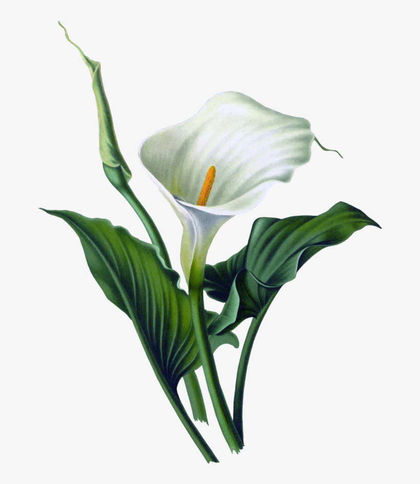 Floral Vector Png - Haarlems Flora 1872 Calla Lily Canvas Art - Arentine, t...