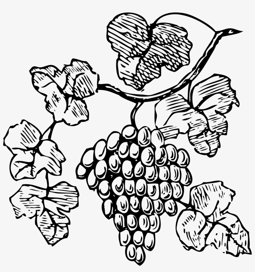 Big Image - Grapes On Vine, transparent png download