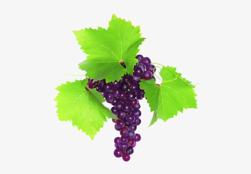 Red And Black Grapes - Grape, transparent png download