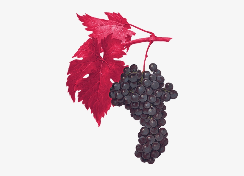 5 Acres Planted March - Giclee Painting: Kreyder's San Gioveto Grape, 61x46in., transparent png download