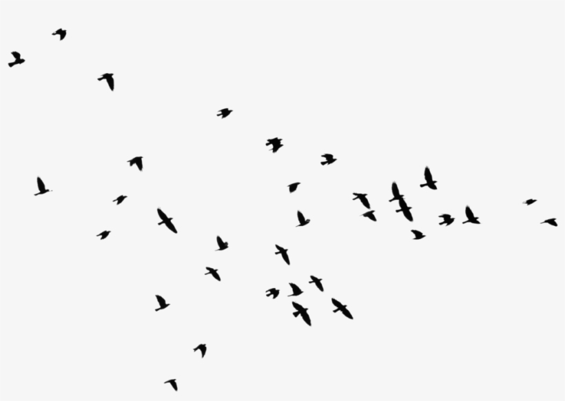 Yükle Bird Outline Png Hd Transparent Bird Outline - Strong Women, transparent png download