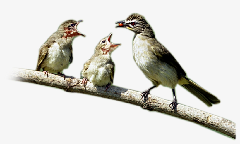 Birds Hd Wallpapers/images - Lark, transparent png download