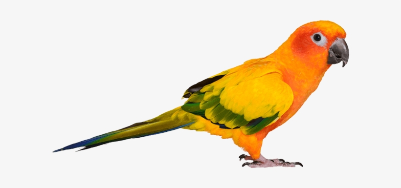 Picture Of Bird - Bird, transparent png download