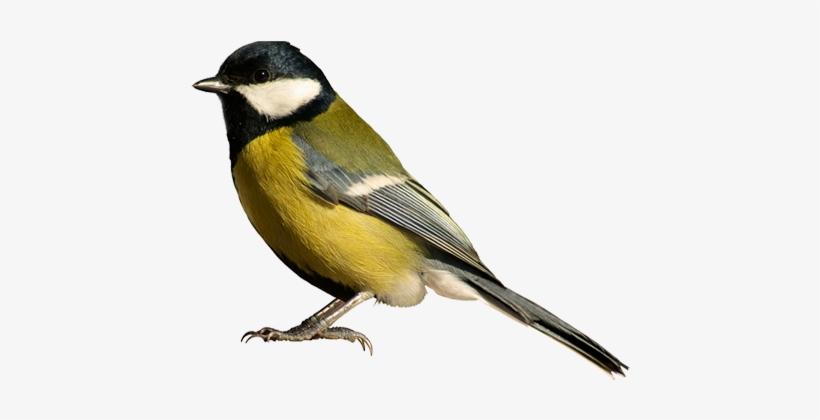 Unique Bird Background Pictures Bird Png - Bird White Background, transparent png download