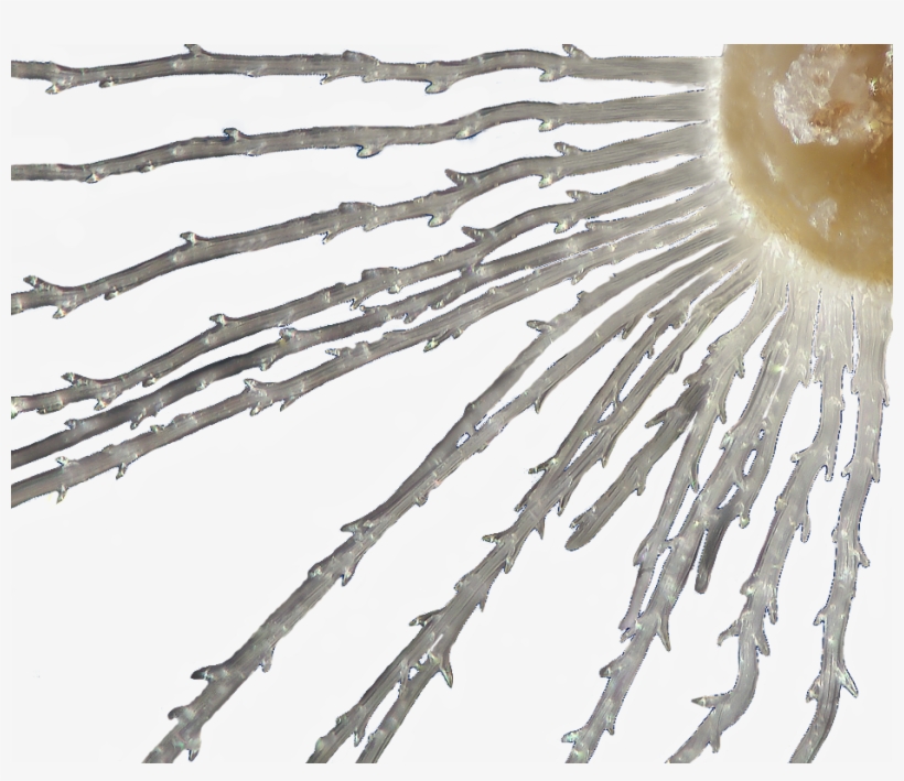 Www - Photomacrography - Net - - View Topic - Png With - Portable Network Graphics, transparent png download