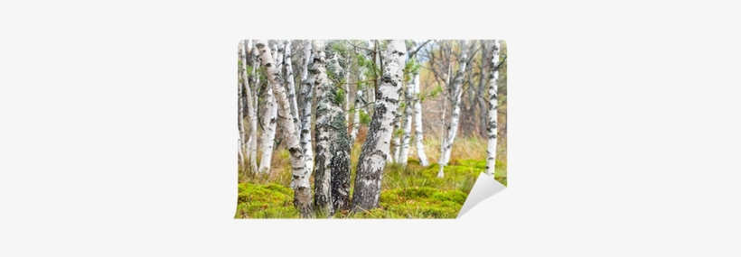 A Autumn Birchwood Wall Mural • Pixers® • We Live To - Photograph, transparent png download