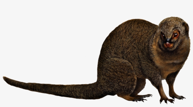 Mongoose Png, transparent png download