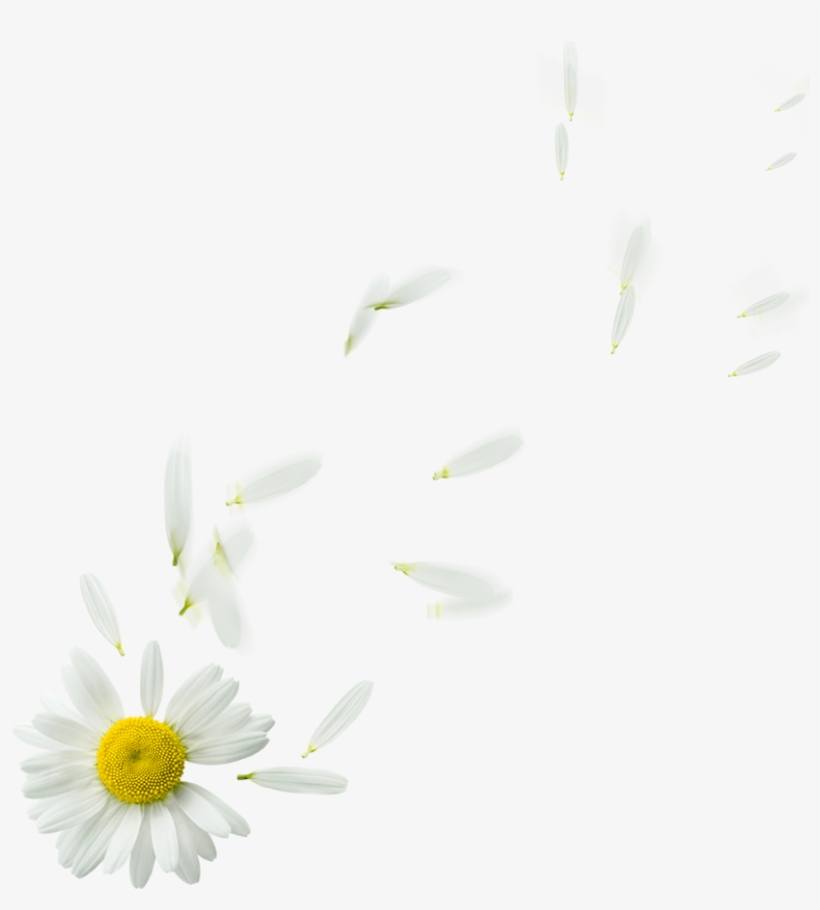 Kingdom Of Editor S Editing Floating Flowers Png - Oxeye Daisy, transparent png download
