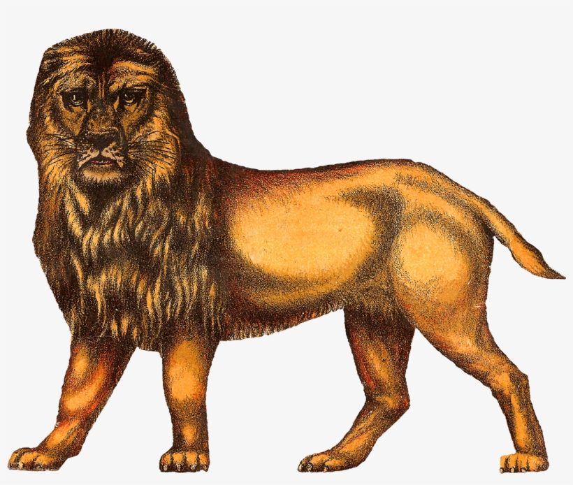 Digital Download Antique Circus Animals - Vintage Circus Animals Clipart, transparent png download