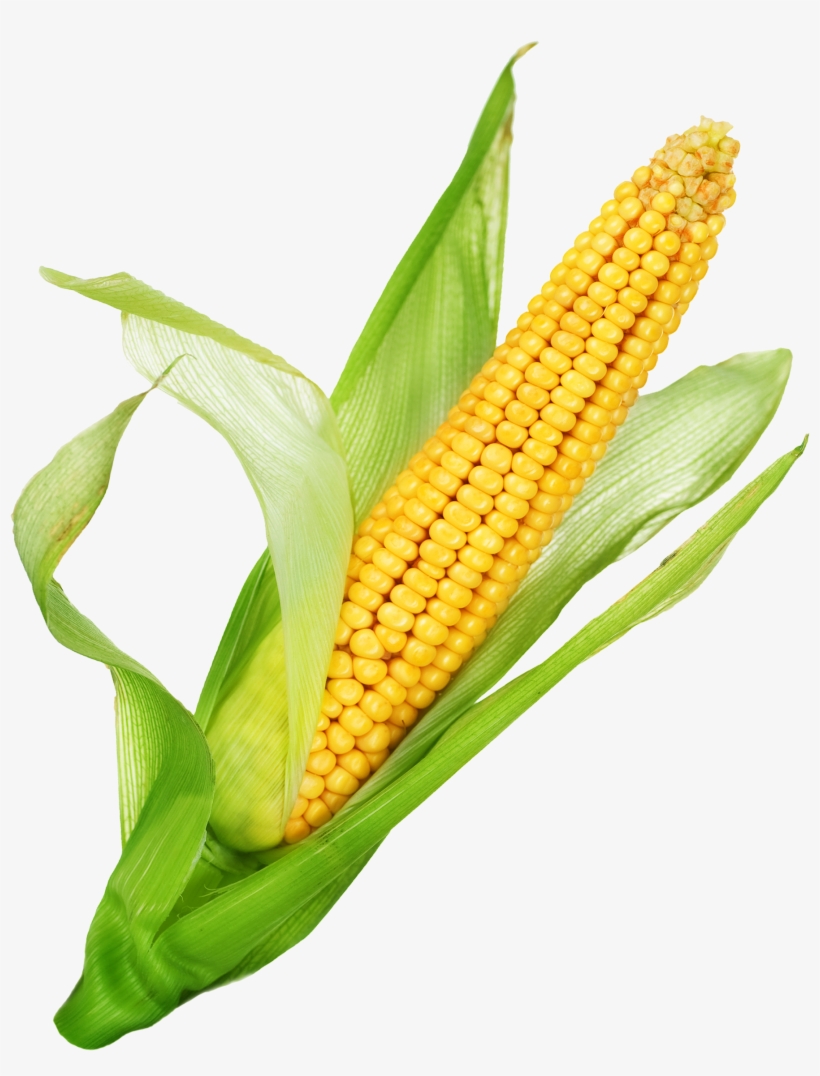 Corn - Art, transparent png download
