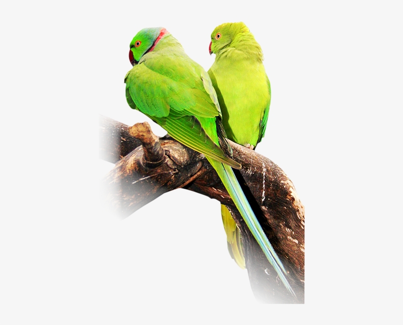 Indian Ringneck Parakeet - Indian Ringneck Parakeet Png, transparent png download