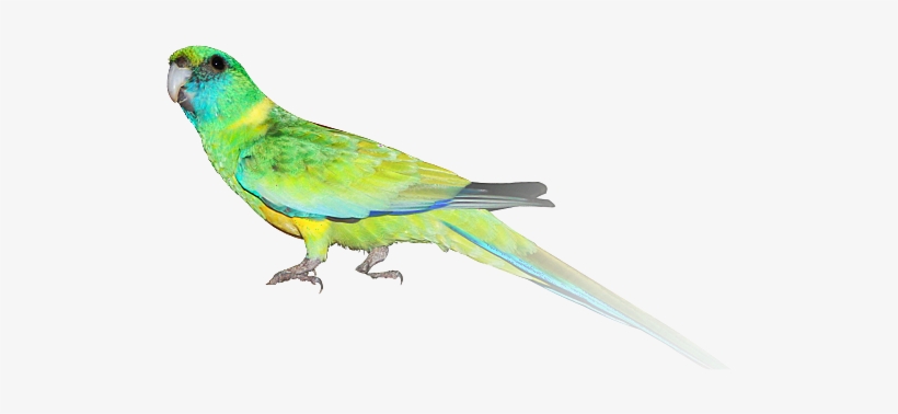 Indian Parrot Png - Cloncurry Parakeet, transparent png download