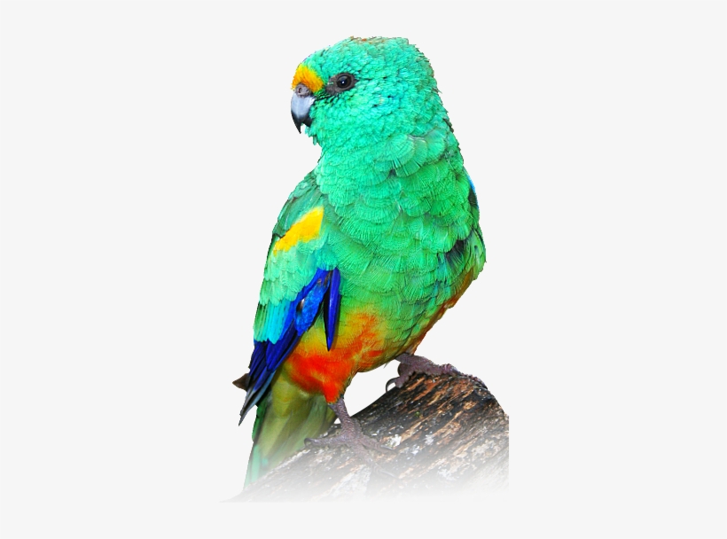 Indian Parrot Png - Mulga Parrot Painting, transparent png download