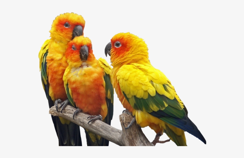Publicat De Eu Ciresica La - Birds, transparent png download