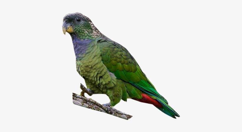 Scaly-headed Parrot - Budgie, transparent png download