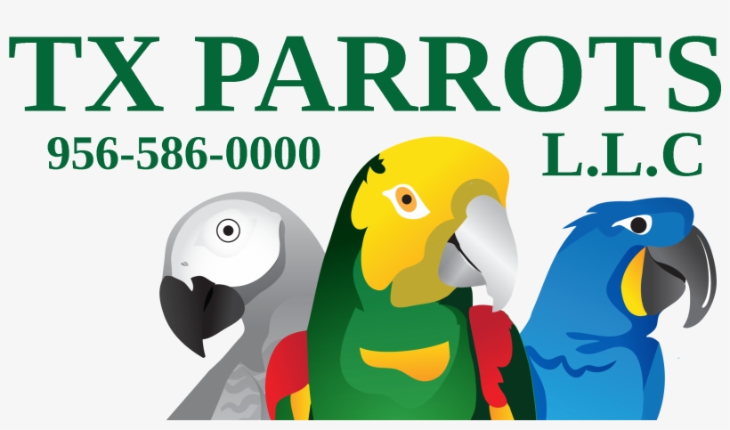Tx Parrots L C - Parrot, transparent png download