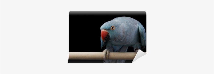 Rose-ringed Parakeet, transparent png download