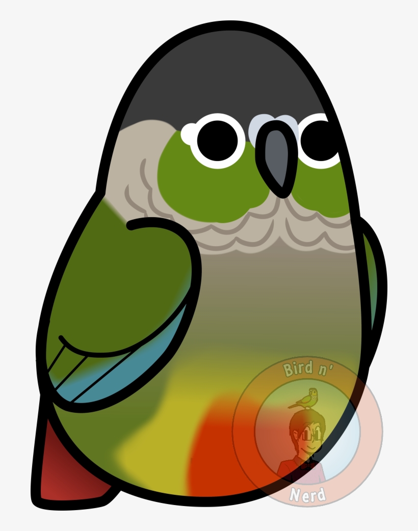 Too Many Birds - Conure, transparent png download