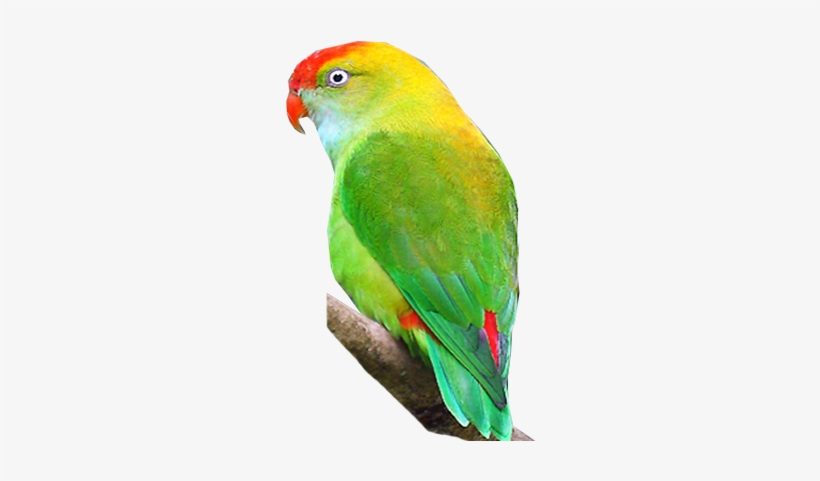 Sri Lanka Hanging-parrot - Sri Lanka Hanging Parrot, transparent png download