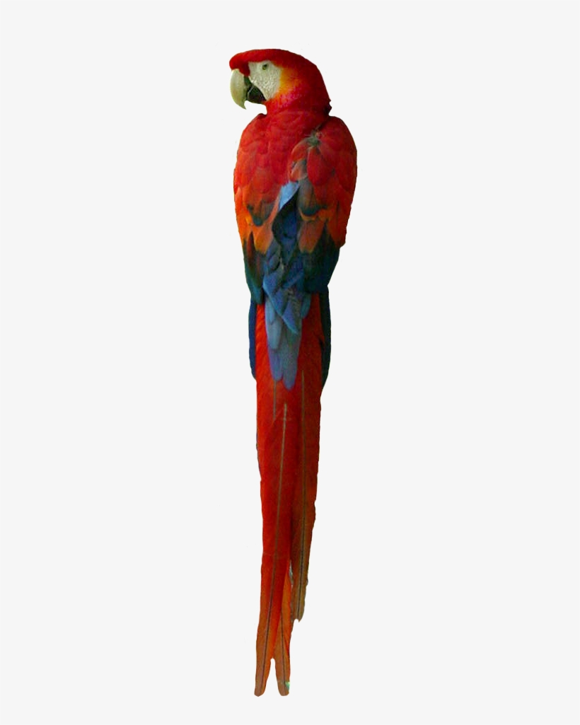 Leader In The Field Of Veterinary Dna Testing - Fotosketcher, transparent png download