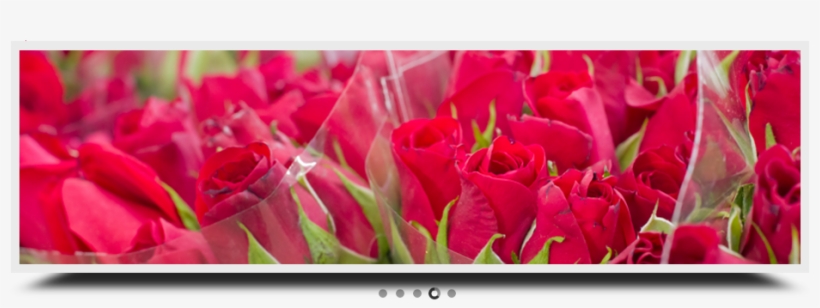 Contact Us - Garden Roses, transparent png download