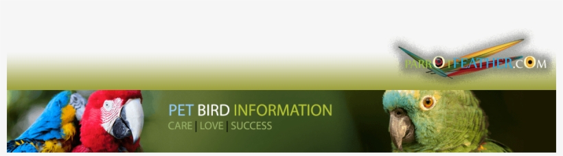 Indian Ringnecks - Grey Parrot, transparent png download