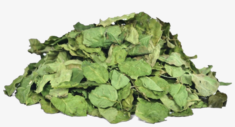 Herbs & Botanicals-moringa Leaves - Drumstick Tree, transparent png download