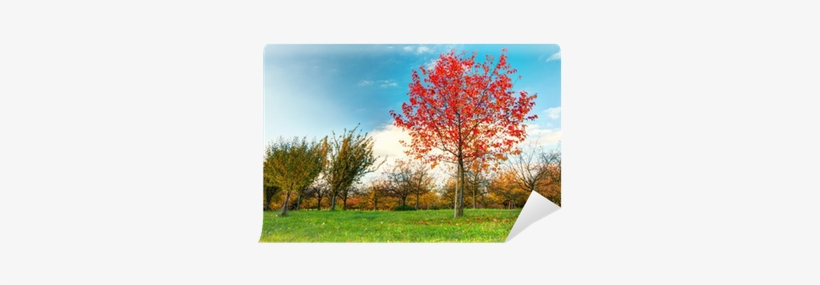 Beautiful Autumn Tree With Fallen Dry Leaves Wall Mural - Autumn, transparent png download
