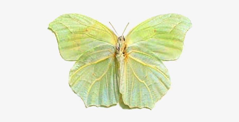 Anteos Clorinde Nivefera Green Leaf2 - Green Leaf Butterfly, transparent png download