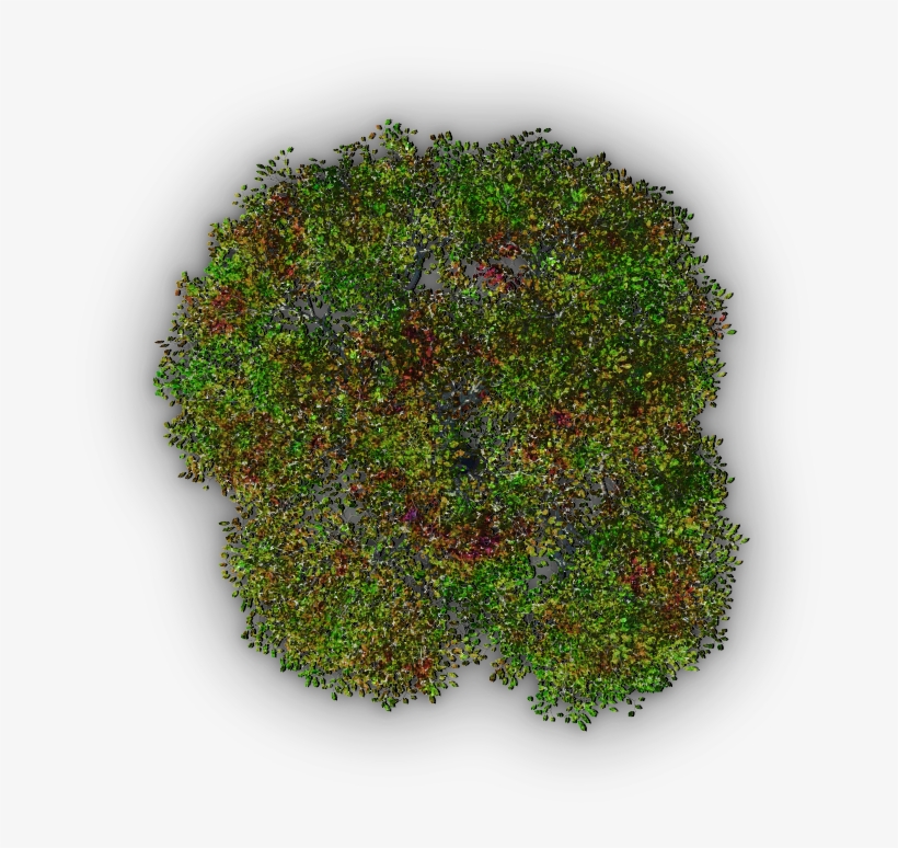 789k Tree Jrl4c 06 Feb 2009 - Tree, transparent png download