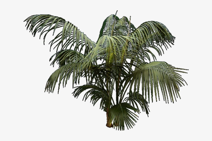 Architecture Entourage And Templates - Attalea Speciosa, transparent png download