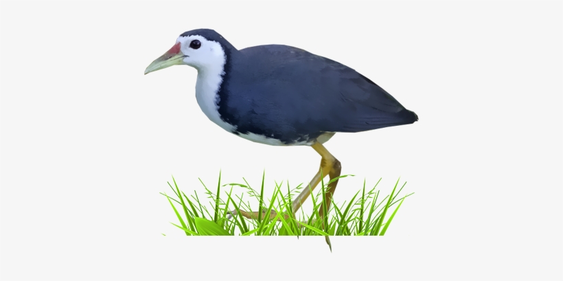 White-breasted Waterhen - White Breasted Waterhen Png, transparent png download