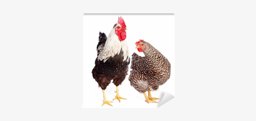 Rooster And Chicken On White Background Wall Mural - Chicken, transparent png download
