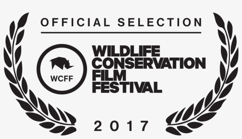 Picture - Film Festival, transparent png download