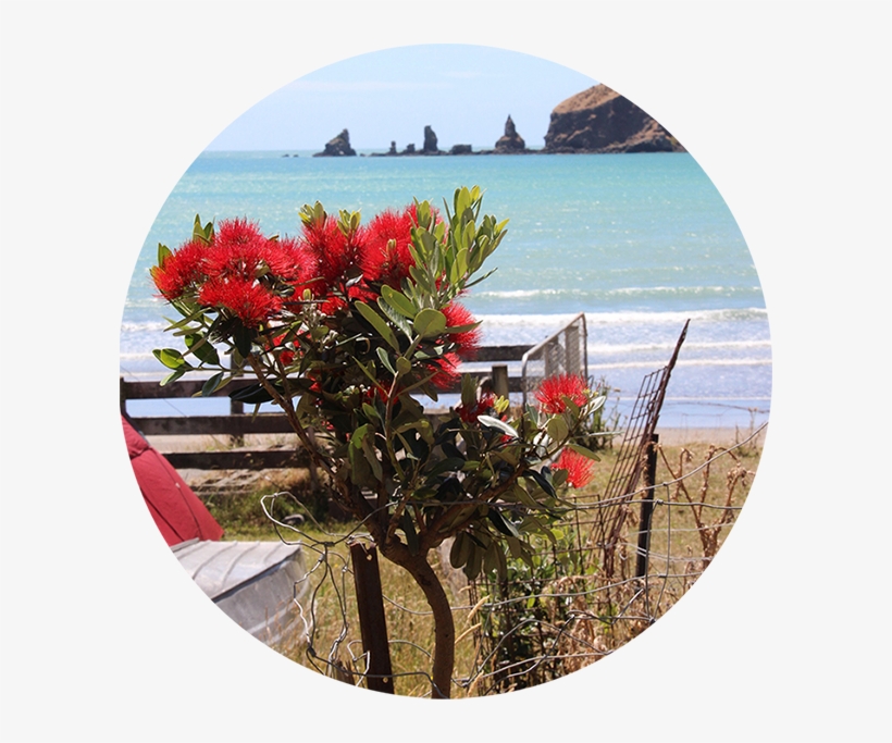 Before Planting, Check With Your Local Council Or Doc - Pohutukawa Png, transparent png download