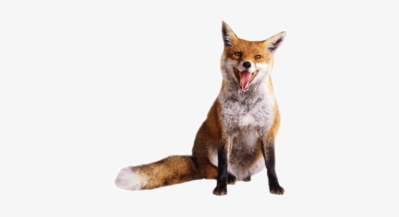 Animal Fox1 - Wolf Vs Coyote Vs Fox, transparent png download