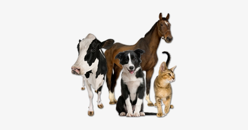 Battlefords Animal Hospital - Veterinary Animals, transparent png download