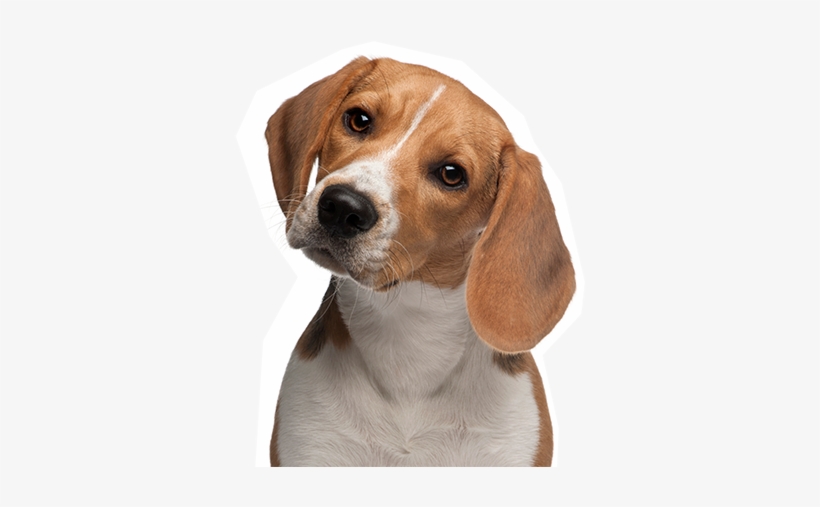 Volunteer - Sitting Dog, transparent png download