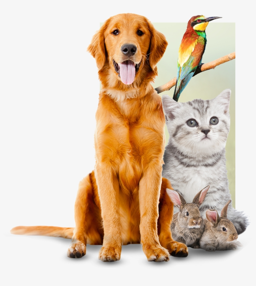Tri-city Animal Hospital - Sitting Dog, transparent png download
