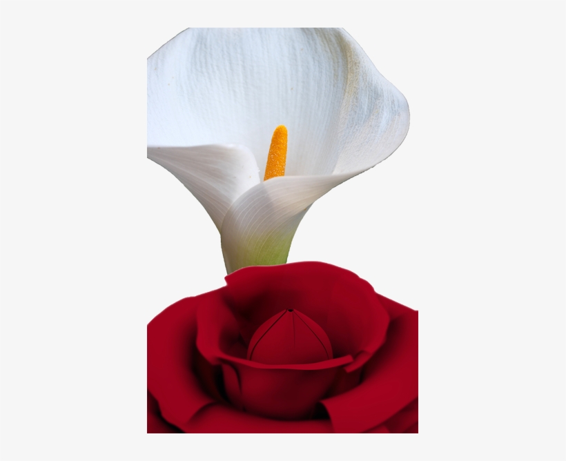 Perfume, transparent png download