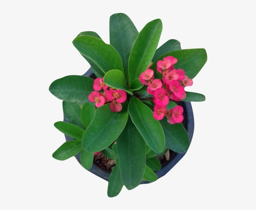 Euphorbia Milli - Crown-of-thorns, transparent png download