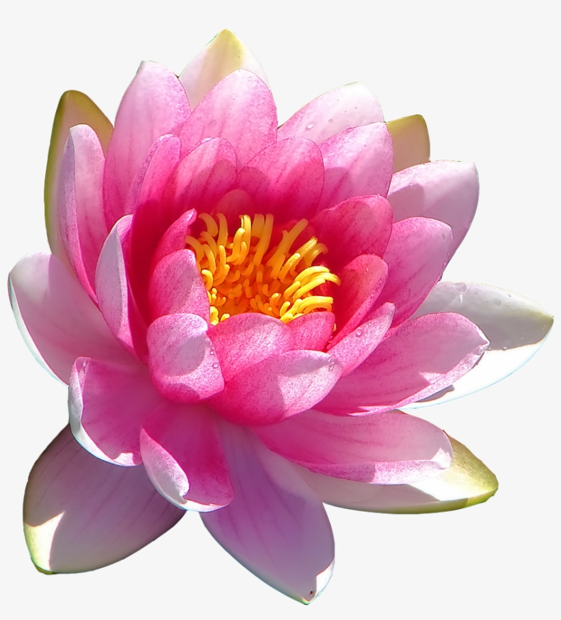 Transparent Water Lily Requested By Anon Looks Better - Pin Mathuwana Wandana [book], transparent png download